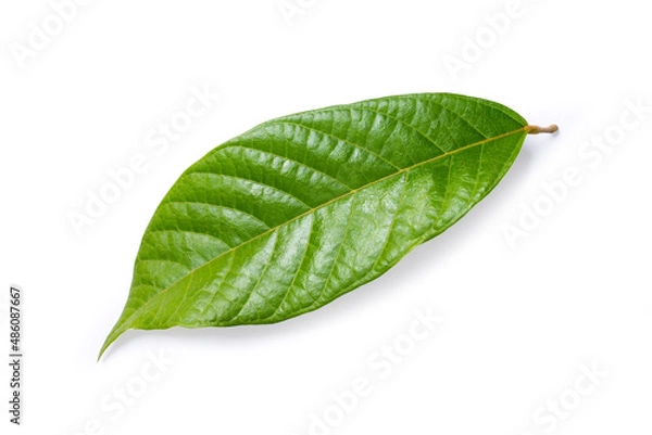 Obraz green cocoa leaf isolated on white