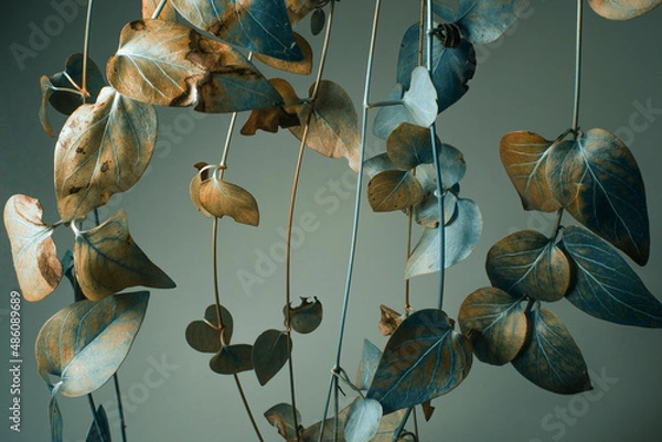 Fototapeta branches with foliage in abstract dark color, studio shot, botanical background.
