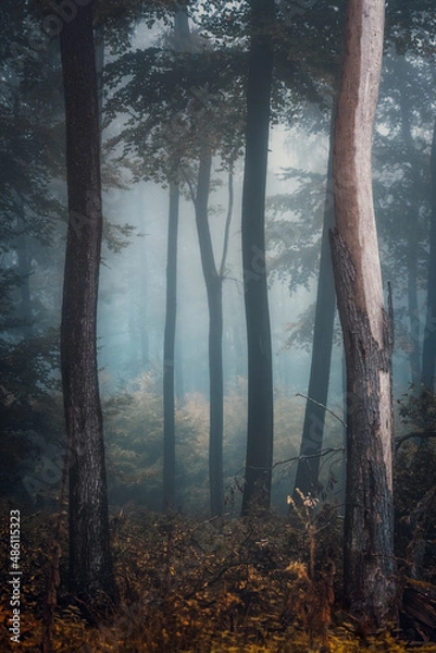 Obraz Wald im Nebel