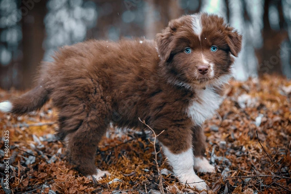 Obraz Australian Shepherd Welpen