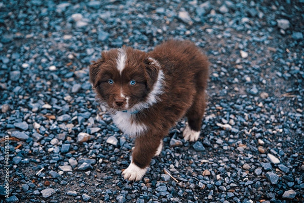 Obraz Australian Shepherd Welpen