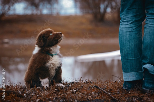Obraz Australian Shepherd Welpen