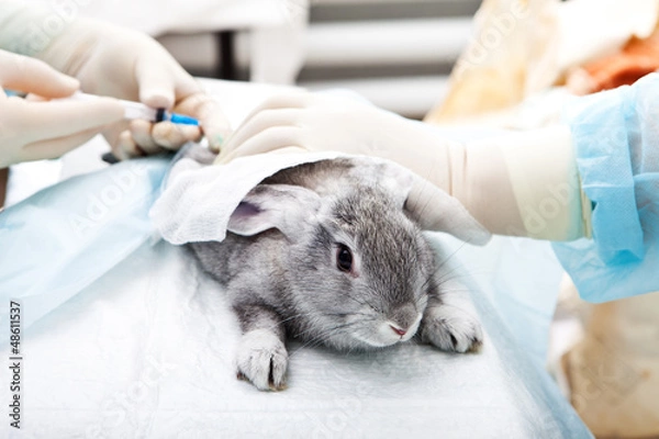 Fototapeta Laboratorium weterynaryjne