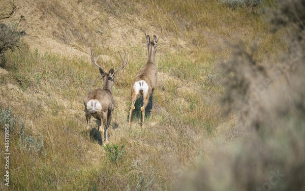 Obraz Mule Deer Bucks Running
