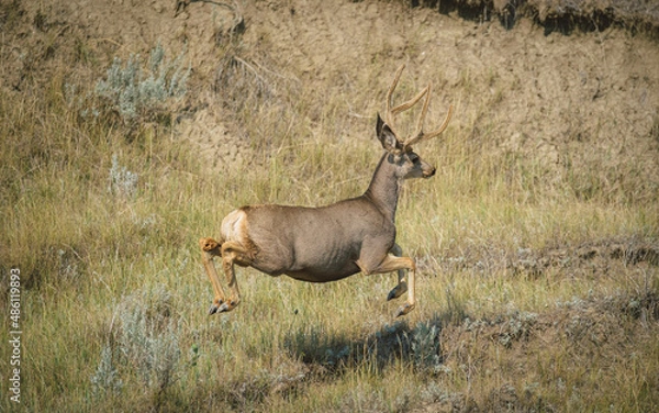 Obraz Mule deer jumping