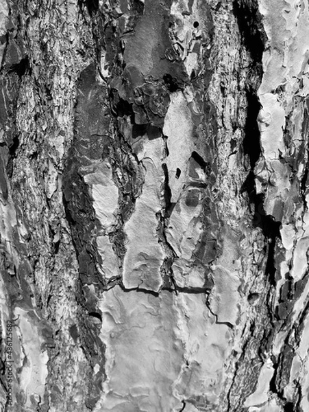 Fototapeta tronco