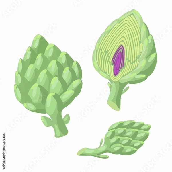 Obraz Green vector artichokes isolated on white background. Half and whole vegetable in flat style.