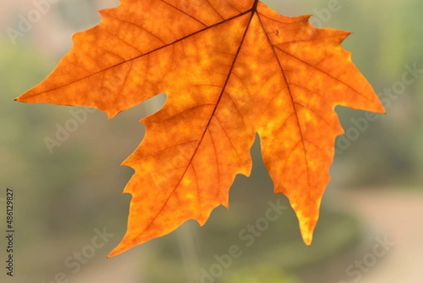 Obraz autumn maple leaf