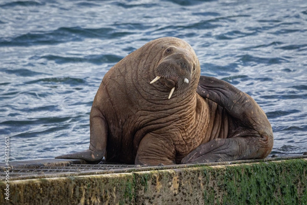 Fototapeta Walrus, Wally in Tenby Wales
