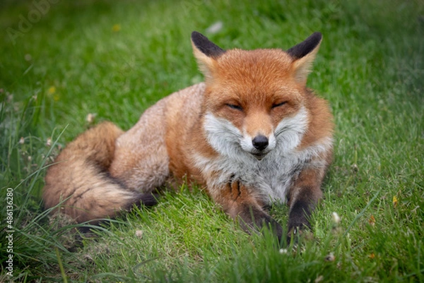 Obraz A fox relaxes in the English countryside