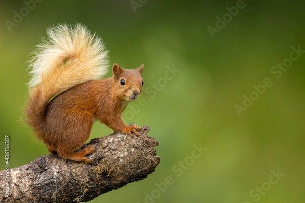 Obraz Red squirrel on a log looking, Scotland