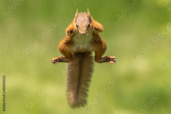 Fototapeta Red squirrel jumping, leaping, Scotland