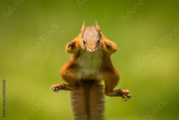 Obraz Red squirrel jumping, leaping, Scotland