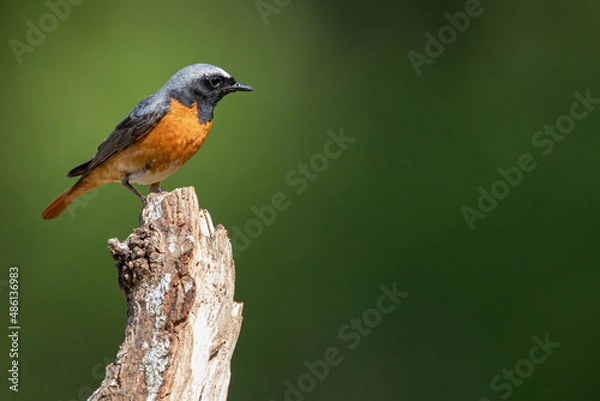 Fototapeta Common Redstart bird on a branch, English countryside and woodland