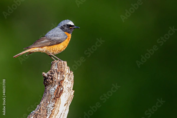 Obraz Common Redstart bird on a branch, English countryside and woodland