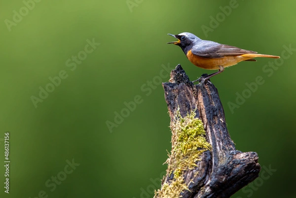 Obraz Common Redstart bird on a branch, English countryside and woodland