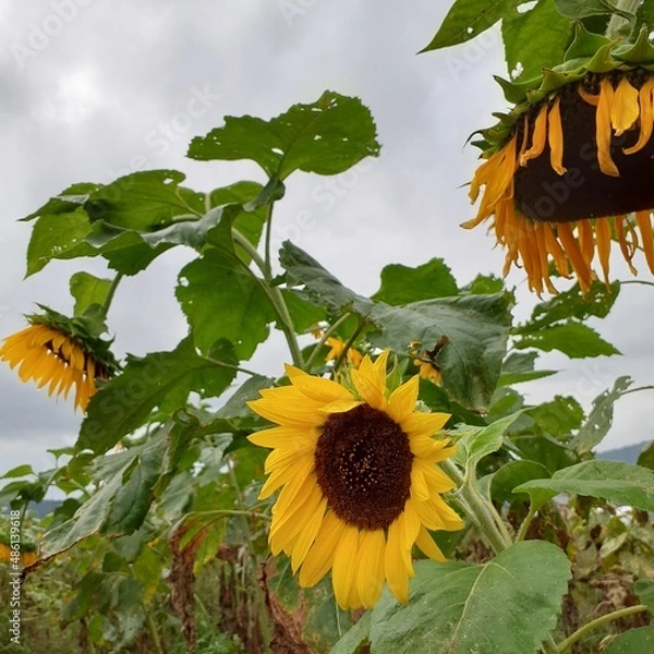 Obraz sunflower