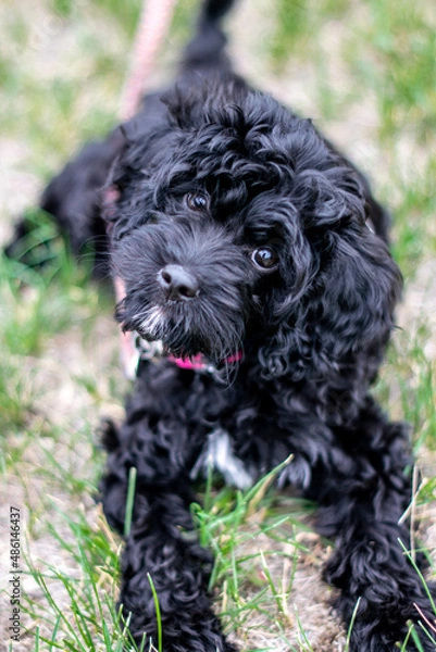 Obraz Cavapoo Puppy listening