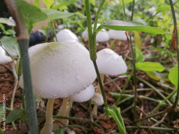 Obraz setas blancas suelo cafe y hojas verdes