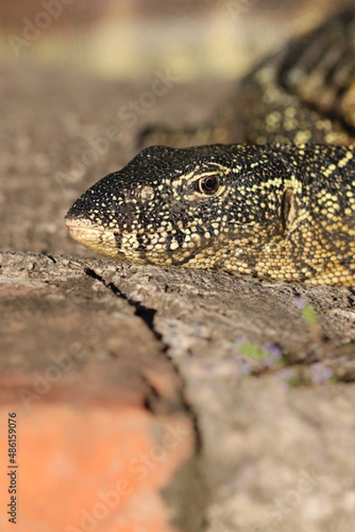 Fototapeta Nile Monitor, Kruger National Park