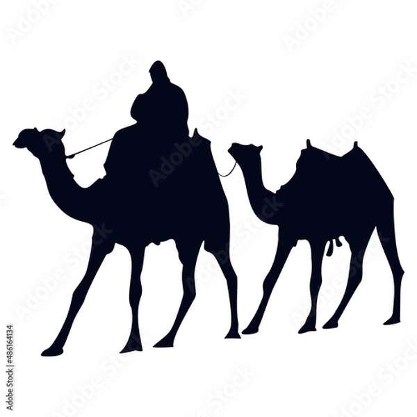 Fototapeta Vector Silhouette of Two Camels in Black