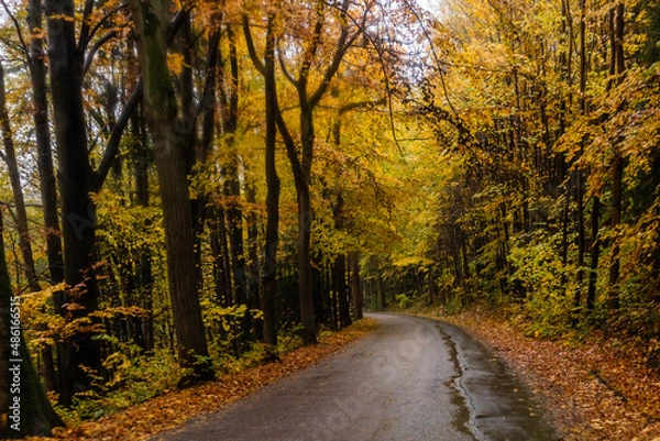 Fototapeta Autumn view of a road near Letohrad, Czech Republic