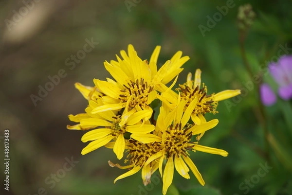 Obraz トウゲブキ