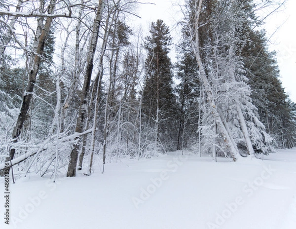 Fototapeta Snowy forest in the winter
