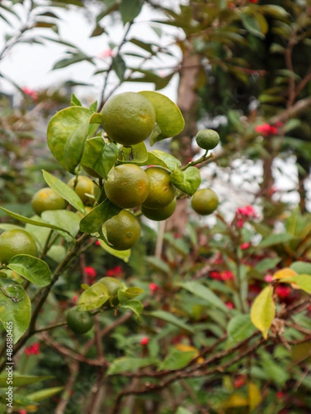 Fototapeta Tree with hanging fresh green lime fruits