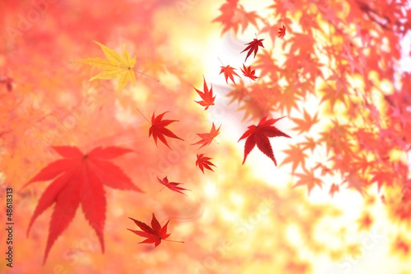 Fototapeta 舞い散る紅葉