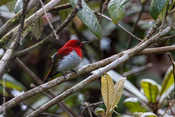 Fototapeta Beautiful Temminck's Sunbird (Aethopyga temminckii) in montane forest Sabah ,Borneo