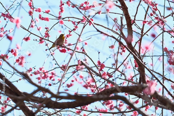 Fototapeta 梅の花　メジロ　鳥　日本