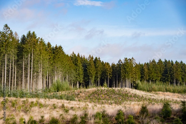Fototapeta Landscape in autumn in Rebild Bakker in Denmark