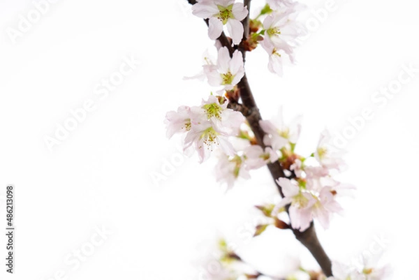 Fototapeta 白の背景の桜
