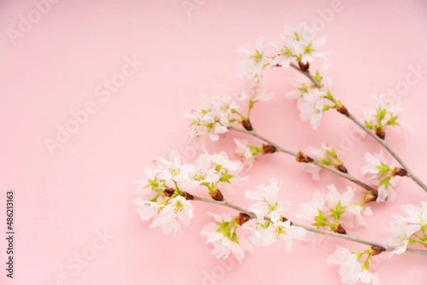Fototapeta ピンクの背景に置いた桜