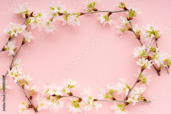 Fototapeta ピンクの背景に置いた桜