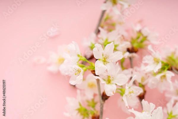 Fototapeta ピンクの背景に置いた桜
