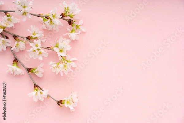 Fototapeta ピンクの背景に置いた桜
