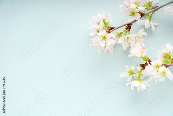 Fototapeta 水色の背景に置いた桜