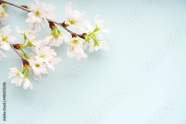 Fototapeta 水色の背景に置いた桜