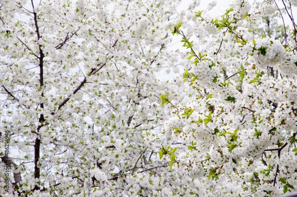 Obraz Blooming apple tree in spring time.