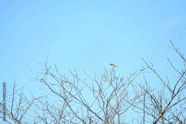 Obraz カワラヒワ