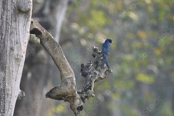 Obraz woodpecker on tree