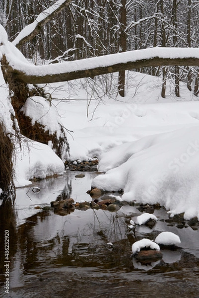 Fototapeta Tree fallen over the river like a bridge. Shores covered in snow. Flowing river in winter. Visible riverbed with small rocks in it.