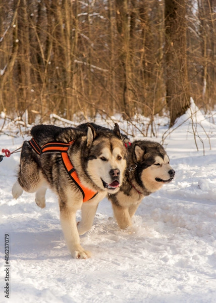 Fototapeta Two Malamutes pulling a team in competition