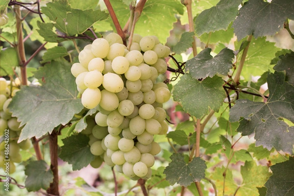 Fototapeta Bunch of grapes ripen in the garden, gardening culture