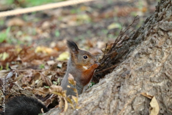Fototapeta 餌を食べる秋のエゾリス