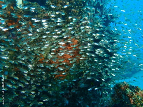 Fototapeta OLYMPUS DIGITAL CAMERA