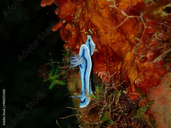 Fototapeta OLYMPUS DIGITAL CAMERA