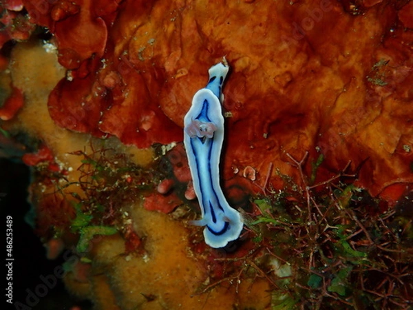 Fototapeta OLYMPUS DIGITAL CAMERA